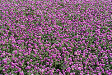  Purple Globe Amaranth