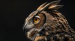 Owl portrait, side view.
