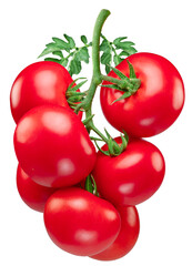 Wall Mural - Red campari tomatoes. Tomato branch isolated on white background. Macro shot.