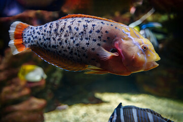 Wall Mural - Queen coris (Coris Formosa) tropical fish underwater