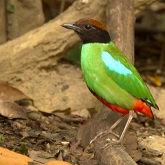 Poster - Colorful Western Pitta perched on a tree branch.