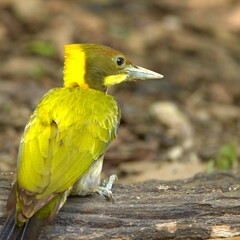 Wall Mural - Greater yellow nape resting on a wooden perch in Thailand.