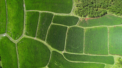 Aerial view of verdant rice terraces with a meandering road, showcasing sustainable agriculture and rural beauty, perfect for Earth Day and World Environment Day themes