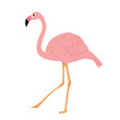 pink flamingo in flat style on white background vector