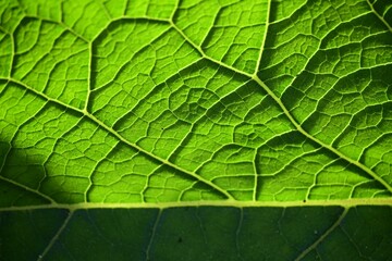 Closeup shot of a texture of a green leaf