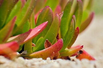 Closeup shot of Carpobrotus Edulis blooming in the garden