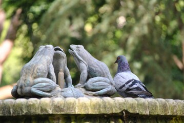 Beautiful rock dove near the old monument in the park