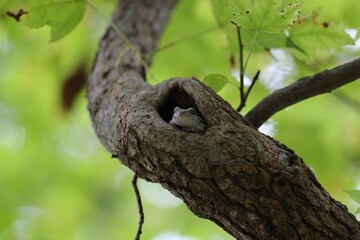 Closeup of a frog hiding in a tree hole with green nature background