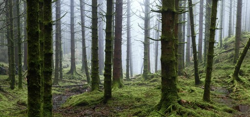 Misty foggy morning in a forest with bare trees