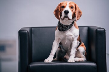 Wall Mural - Closeup of a beautiful beagle sitting on a black armchair