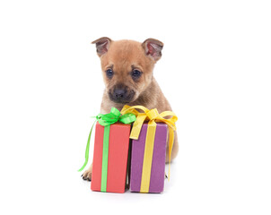 Canvas Print - One little dog with a gifts.