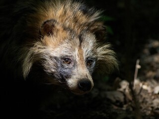 Wall Mural - Japanese raccoon dog stands in the woods in sunlight with a blur dark background