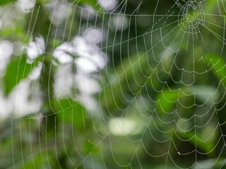 Close up of a spider web covered in dew isolated on a blurred, natural background