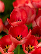 red tulips with selective focus in the foreground showing the stamen.