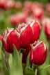 Fringed red tulips with a mottled white finish