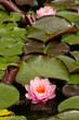 in the foreground a white water lily in bloom floats in the water among lush vegetation
