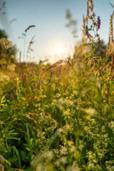 Wall Mural - Beautiful alpine meadow with colorful wild flowers