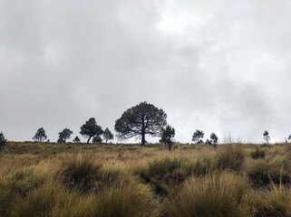 Landscape of a weathered field with trees on the background of the cloudy sky