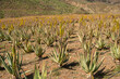 Aloe vera plantation in Gran Canaria, Canary islands, Spain.