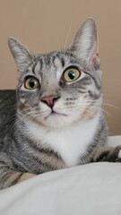 Wall Mural - Closeup shot of a gray striped kitten on a beige background