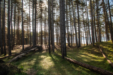 the sea and the woods