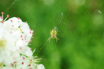 A small spider with a web. Insects in nature.