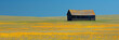 A small, old house sits in a field of yellow flowers