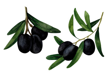 Poster - Black olive branch, watercolor hand painted, isolated on white background. Decoration for kitchen, for restaurant menus, recipes, plates and dishes