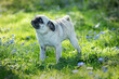 Pug on grass, looking up, 3/4 portrait