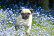 French bulldog puppy sitting in the grass with purple flowers