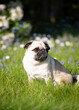 English bulldog puppy on green grass looking away