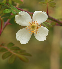 Sticker - Beautiful close-ip of rosa sericea, subsp. omeiensis