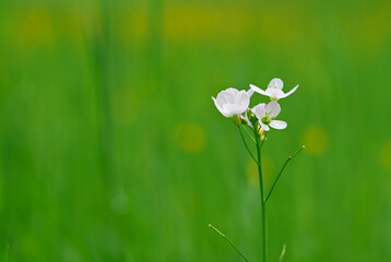 Canvas Print - Beautiful close-up of a cardamine pratensis flower