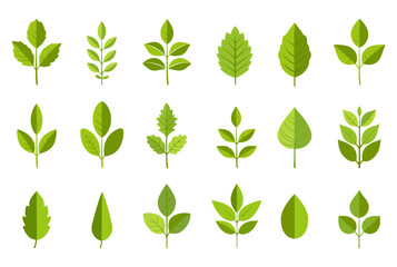 Wall Mural - Flat green leaves collection. Leaf of marple oak birch tree. Isolated environmental symbol. Simple vector eco nature collection