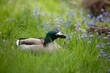 Fun expresión duck in beautiful garden