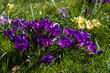crocus flowers -  one of spring flowers