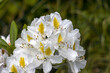 Blooming white rhododendron flowers in a garden