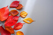 Colorful fallen leaves composition on gray background. Autumnal concept beautiful leaves decoration. 