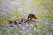 Duck in forget me nots flowers