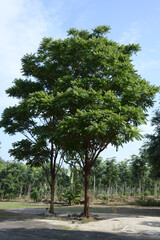 Wall Mural - large tree in the forest