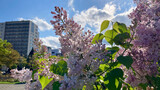 Fototapeta  - Pale pink lilacs with blue sky in the background