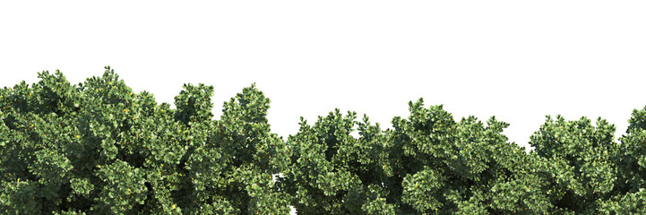 Sticker - Various types of tree grass bushes shrub and small plants isolated