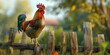 A rooster in front of a barn,Close up on beautiful chicken

