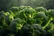 Rain waters on green organic broccoli. Generative AI