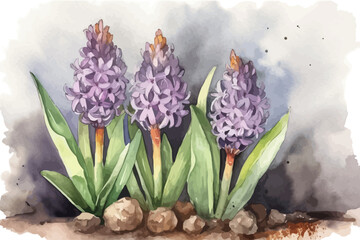 Wall Mural - Watercolor vector hyacinth. Background with flower. Botanical illustration. Wild bouquet.