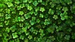 Grass frame header banner with trefoil ireland cloverleaf seasonal spring decoration. 3d realistic clover background with four leaves.