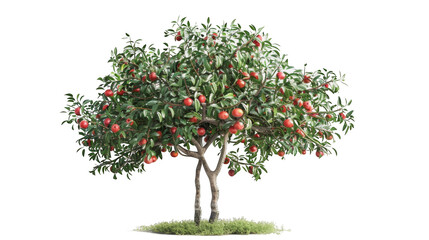 apple tree with red fruit on the branches, white background, cutout photo of a green apple orchard t
