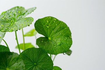 Wall Mural - Vibrant green Centella asiatica leaves with water droplets on a white backdrop, showcasing natural beauty and elegance