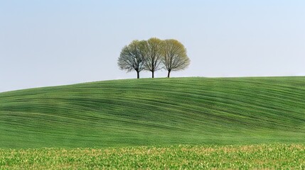 Wall Mural -  Two trees on a grassy hill with a blue sky background and green grass foreground