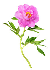 Wall Mural - Beautiful pink peony flower with green leaves isolated on white or transparent background.